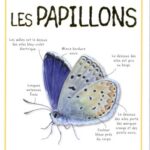 Les papillons - Petit Guide De Poche - Piccolia