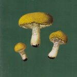 Nouvel Atlas des champignons Tome 4 - Henri Romagnesi