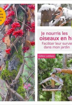 Je nourris les oiseaux en hiver : faciliter leur survie dans mon jardin